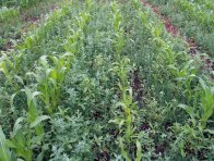 Tento porost kukuřice měl b&yacute;t již o&scaron;etřen (plevele již působ&iacute; konkurenčně), herbicidn&iacute; o&scaron;etřen&iacute; takov&eacute;hoto porostu bude obt&iacute;žen&eacute;, přičemž v&nbsp;př&iacute;padě použit&iacute; sulfonylmočovinov&yacute;ch a&nbsp;růstov&yacute;ch herbicidů hroz&iacute; po&scaron;kozen&iacute; kukuřice