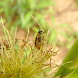 B&aacute;zlivec kukuřičn&yacute; v&nbsp;roce 2016 a&nbsp;doporučen&aacute; ochrana