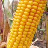 Dva nov&eacute; hybridy se &scaron;pičkovou stravitelnost&iacute;