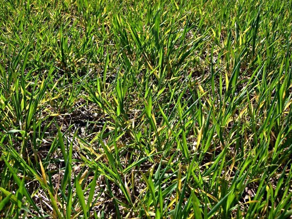 Zažloutlý, „zamazaný“ porost ječmene je třeba přihnojit Zažloutlý, „zamazaný“ porost ječmene je třeba přihnojit