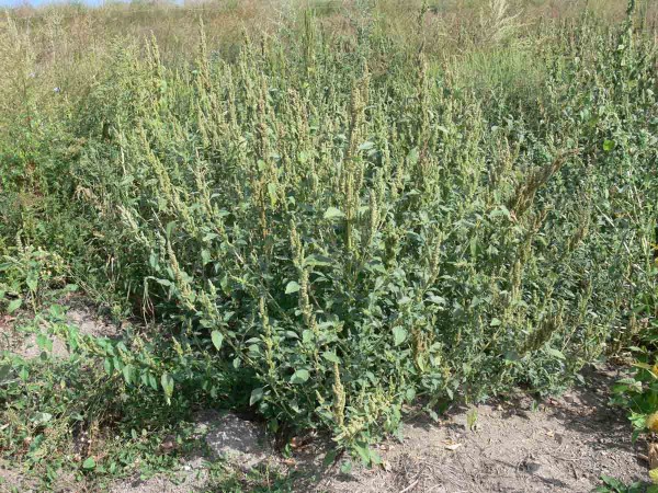 L&aacute;skavec ohnut&yacute;