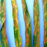 Důležitost plošného monitoringu nejen u rezistence Důležitost plošného monitoringu nejen u rezistence