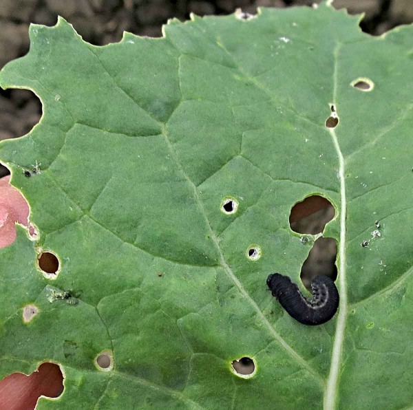 Housenice pilatky řepkové Housenice pilatky řepkové