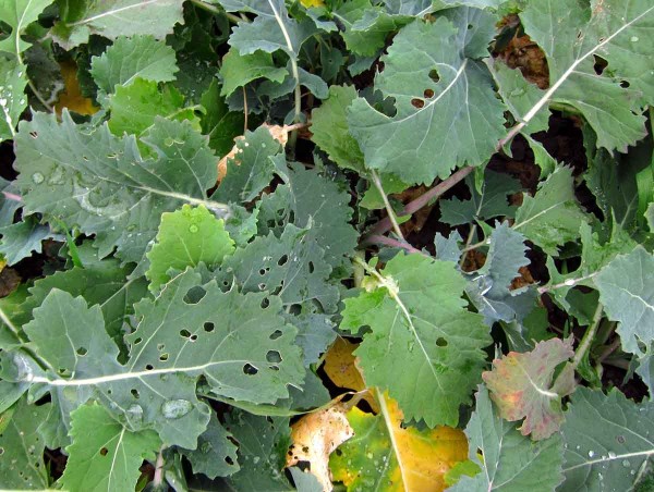 Požerky způsobené housenicí pilatky Požerky způsobené housenicí pilatky