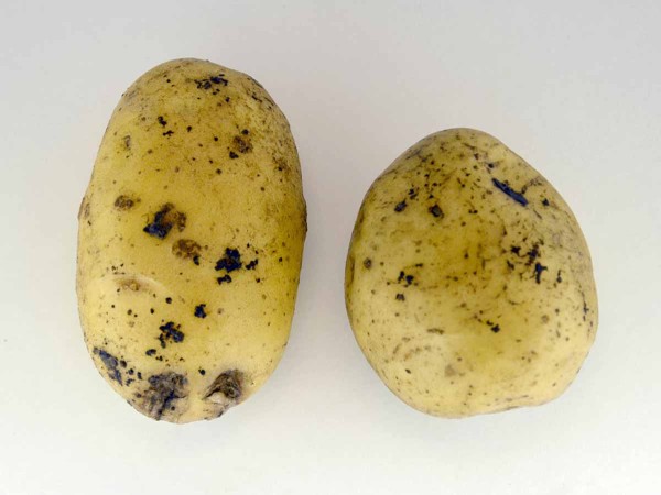 Vločkovitost hlíz bramboru Vločkovitost hlíz bramboru