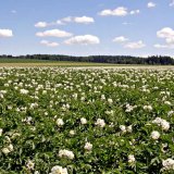 Povětrnostn&iacute; podm&iacute;nky pro pěstov&aacute;n&iacute; brambor a&nbsp;progn&oacute;za pl&iacute;sně bramboru v&nbsp;roce 2019