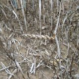 M&aacute; smysl při v&yacute;běru odrůd obilnin zvažovat odolnost vir&oacute;z&aacute;m?