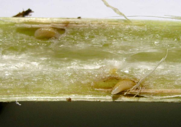 Obr. 8: Larvy žlabatky stonkov&eacute;