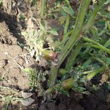 Choroby bramboru 4: Bakteri&aacute;ln&iacute; choroby bramboru (III.)