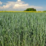 V&yacute;born&aacute; souhra a&nbsp;jistota