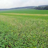 Technologick&eacute; postupy zakl&aacute;d&aacute;n&iacute; porostů v&iacute;cedruhov&yacute;ch směs&iacute; meziplodin