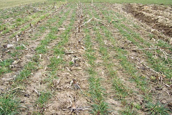 Tr&aacute;va založen&aacute; v&nbsp;roce 2017 do kukuřice v&nbsp;Zubř&iacute;, foceno 23. 3. 2018