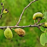 Aktu&aacute;ln&iacute; přehled ochrany zahrad, sadů a&nbsp;vinic - leden a&nbsp;&uacute;nor 2019