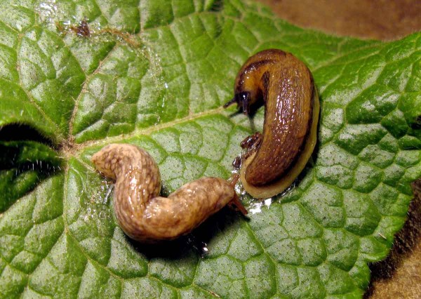 Plzák španělský Plzák španělský