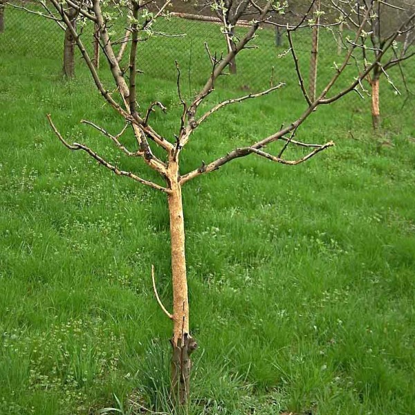 Poškození stromků ohryzem Poškození stromků ohryzem