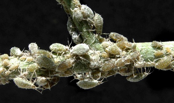 M&scaron;ice zeln&aacute;