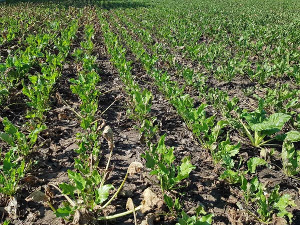 Obr. 2: Porost cukrovky po&scaron;kozen&yacute; krupobit&iacute;m a&nbsp;silnou infekc&iacute; Cercospora beticola