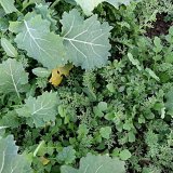 Zhodnocen&iacute; v&yacute;sledků porovn&aacute;vac&iacute;ch herbicidn&iacute;ch pokusů v&nbsp;ozim&eacute; řepce