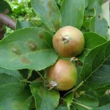 Ochrana sadů v&nbsp;květnu