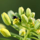 Probl&eacute;my s&nbsp;rezistenc&iacute; u&nbsp;&scaron;kůdců řepky