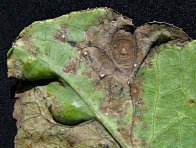 Alternáriová skvrnitost brukvovitých Alternáriová skvrnitost brukvovitých