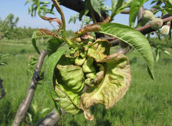 Kadeřavost broskvoně Kadeřavost broskvoně