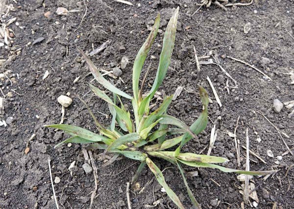 Obr. 6: Působen&iacute; herbicidu Corello (+ &Scaron;aman) na sveřep jalov&yacute;