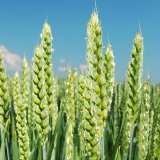 Povolování pomocných prostředků na ochranu rostlin Povolování pomocných prostředků na ochranu rostlin