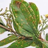 Choroby obilnin (11) - Rzivost obilnin (1.) Choroby obilnin (11) - Rzivost obilnin (1.)