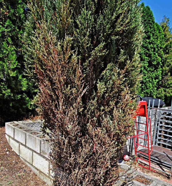 Jalovec napadený štítenkami Jalovec napadený štítenkami