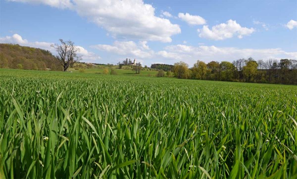 Technologie Mustang 4&times;4 představuje v&nbsp;současnosti nej&uacute;činněj&scaron;&iacute; odplevelen&iacute; v&scaron;ech ozim&yacute;ch a&nbsp;jarn&iacute;ch obilnin od kompletn&iacute;ho spektra dvouděložn&yacute;ch plevelů.