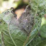 Choroby bramboru 5: Pl&iacute;seň bramboru