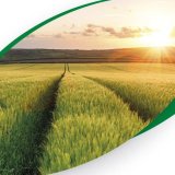 Efektivn&iacute; v&yacute;živa jarn&iacute;ch plodin s&nbsp;důrazem na ječmen