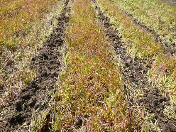 P&aacute;sy založen&eacute; po ozim&eacute;m žitu a&nbsp;o&scaron;etřen&eacute; glyfos&aacute;tem