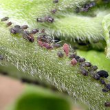 Voška slamihová - škodca slnečnice Voška slamihová - škodca slnečnice