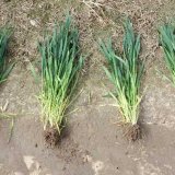 Možnosti využití biostimulátorů pro stabilizaci výnosů obilnin Možnosti využití biostimulátorů pro stabilizaci výnosů obilnin