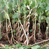 Propulse i&nbsp;Tilmor při fungicidn&iacute; ochraně m&aacute;ku