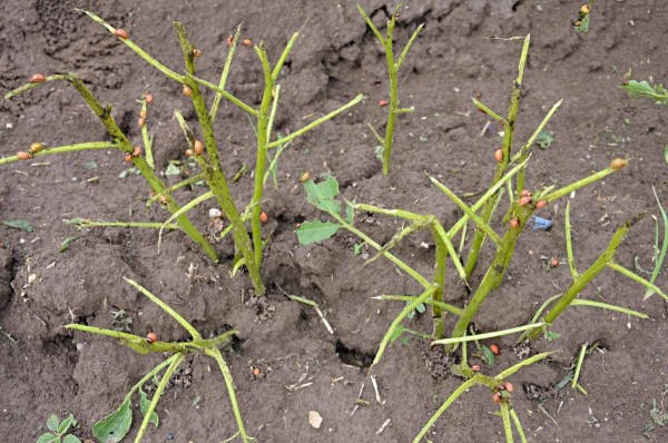 Holožír způsobený larvami mandelinky Holožír způsobený larvami mandelinky