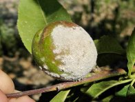 Padlí broskvoně na plodu Padlí broskvoně na plodu