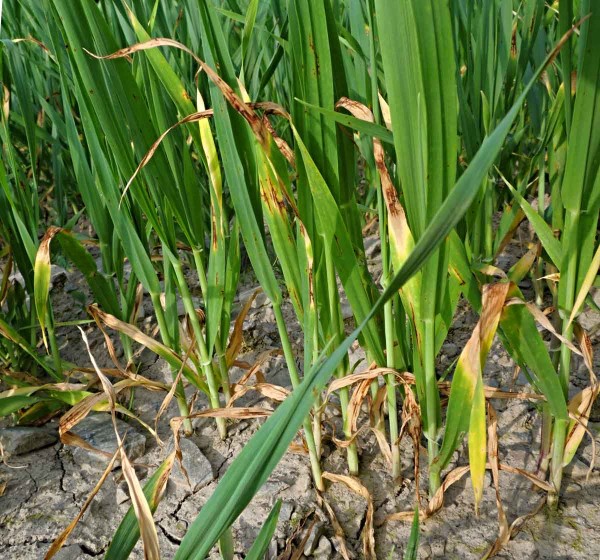 Síťovitá skvrnitost ječmene se přenáší osivem i půdou Síťovitá skvrnitost ječmene se přenáší osivem i půdou