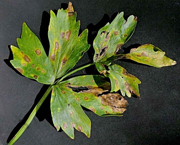 Septoriov&aacute; skvrnitost listů celeru