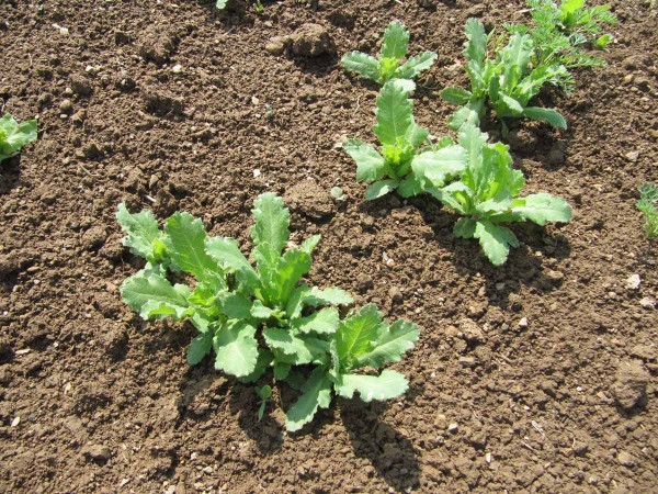 Vitalita osiva se může projevit na vzešlosti a vyrovnanosti porostu Vitalita osiva se může projevit na vzešlosti a vyrovnanosti porostu