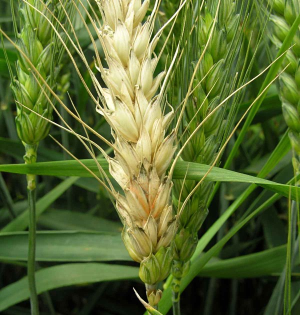 obr. 1 Příznaky napadení na klasu obr. 1 Příznaky napadení na klasu