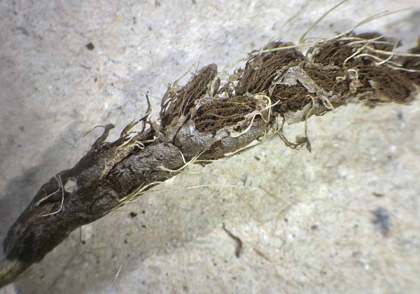 Ložiska spor sněti pra&scaron;n&eacute; ječn&eacute; jsou zpoč&aacute;tku kryt&aacute; jemnou stř&iacute;břitou blankou