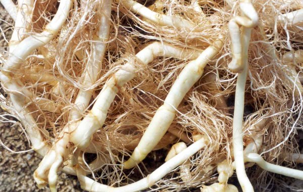 Oddenky čistce bahenn&iacute;ho