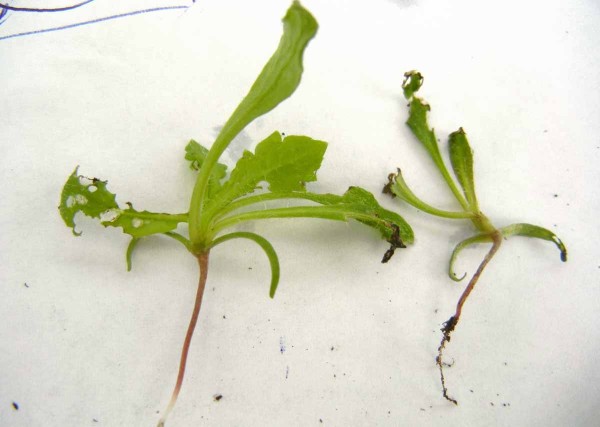 Obr. 2: Ž&iacute;rem po&scaron;kozen&eacute; rostliny m&aacute;ku