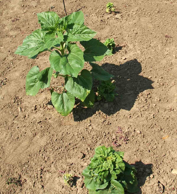 Obr. 4: Zakrslost, nejvýraznější příznak systémové infekce plísní, je patrný na rostlinách slunečnice od fáze cca 3 pravých listů Obr. 4: Zakrslost, nejvýraznější příznak systémové infekce plísní, je patrný na rostlinách slunečnice od fáze cca 3 pravých listů