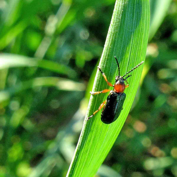 Kohoutek čern&yacute;