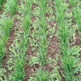 Hr&aacute;ch - pomocn&aacute; plodina v&nbsp;ozim&eacute; p&scaron;enici