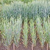 Odolnost odrůd p&scaron;enice proti virov&yacute;m chorob&aacute;m (BYDV a&nbsp;WDV)